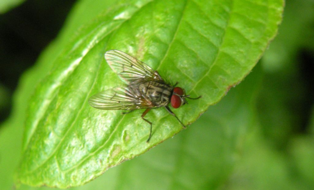 Muscidae:  Phaonia sp.  o Mydaea sp.