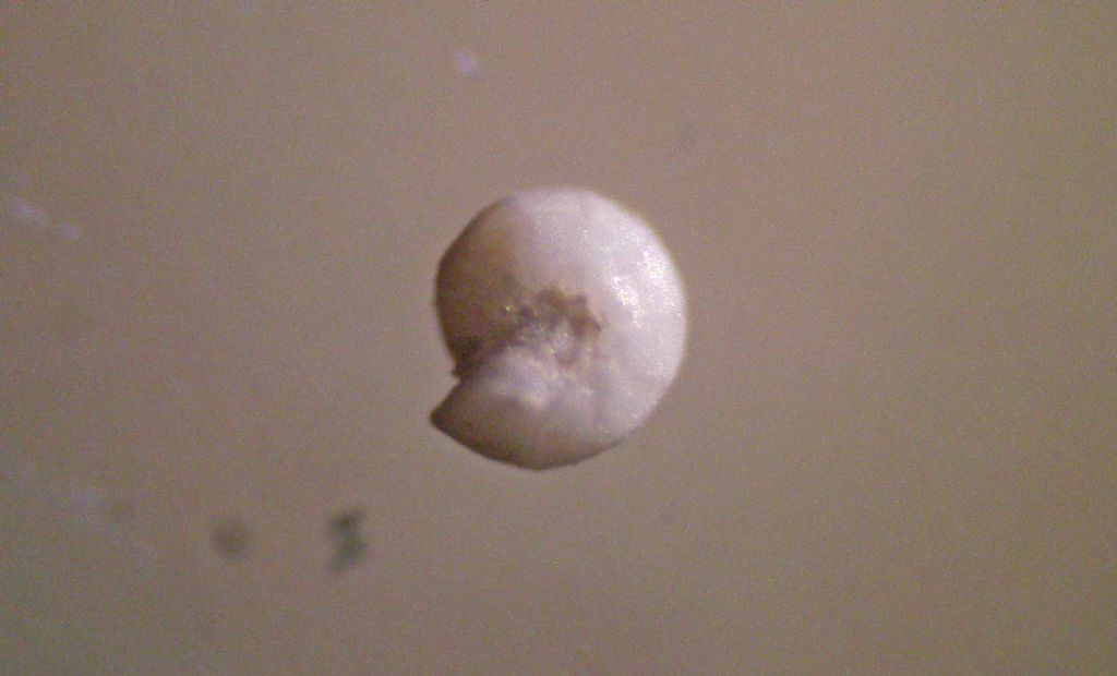 Microfossili dalle argille plioceniche