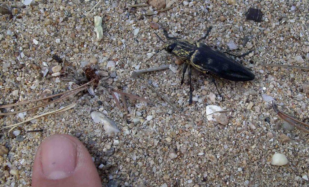 Buprestidae greco:  Chalcophora sp.