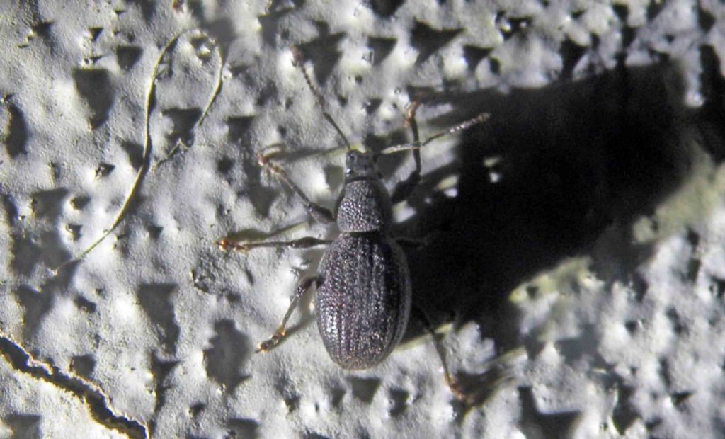 Curculionidae dalla Grecia: Otiorhynchus (Melasemnus) ovalipennis