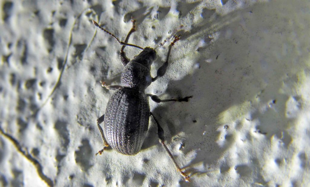 Curculionidae dalla Grecia: Otiorhynchus (Melasemnus) ovalipennis