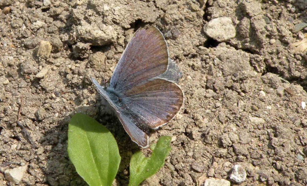 Lycaenidae indisponente...