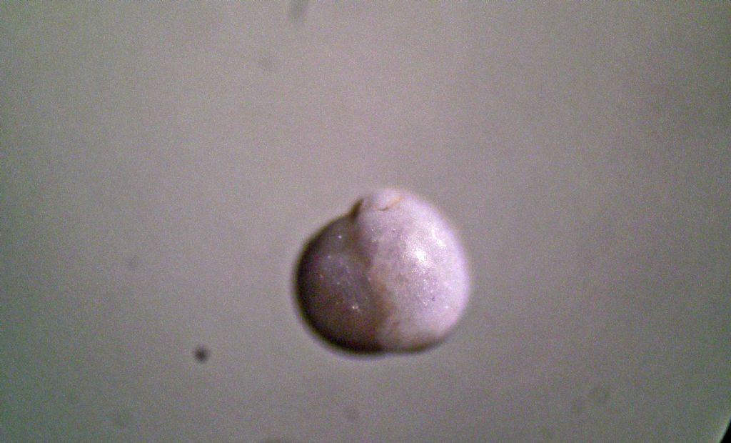 Foraminiferi fossili: Sphaeroidina bulloides?