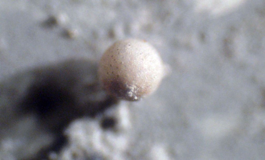 Foraminifero fossile: Orbulina universa?