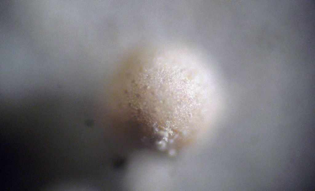 Foraminifero fossile: Orbulina universa?