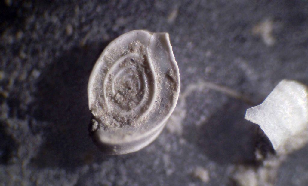 Foraminifero fossile: Spiroloculina canaliculata?