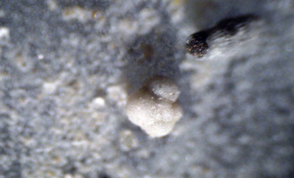 Foraminifero fossile: Globigerina bulloides?