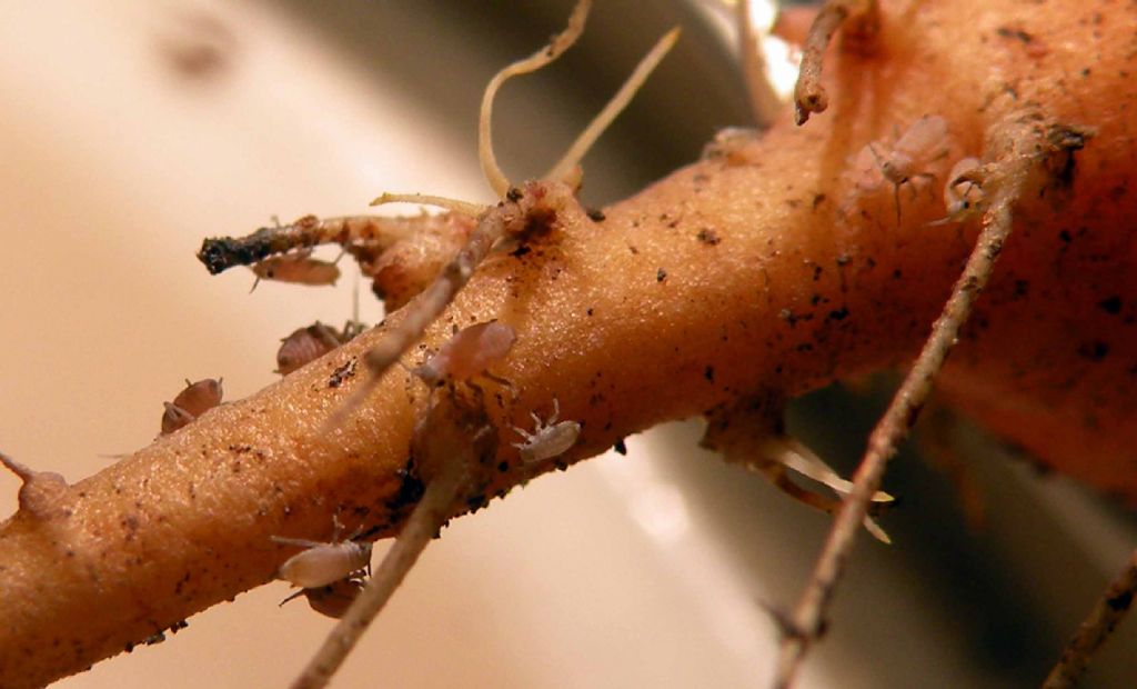 Afidi della carota:   Aphididae:  Dysaphis cfr. crataegi