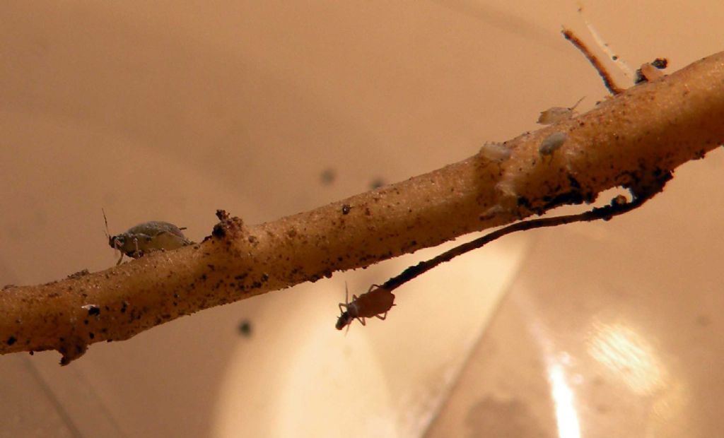 Afidi della carota:   Aphididae:  Dysaphis cfr. crataegi