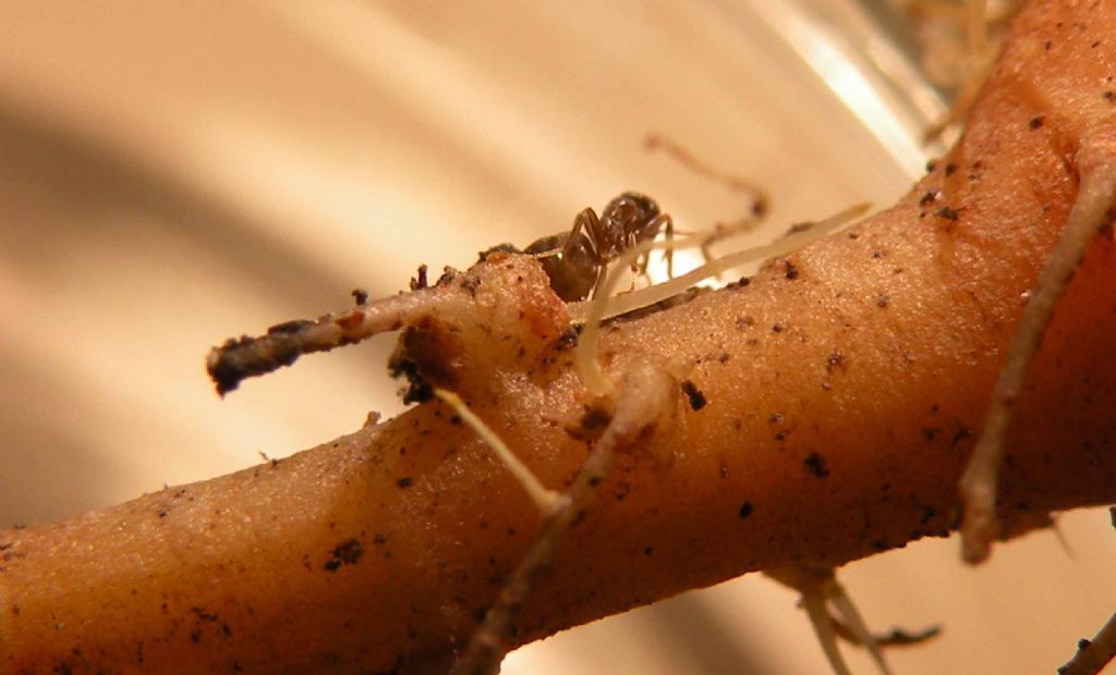 Afidi della carota:   Aphididae:  Dysaphis cfr. crataegi