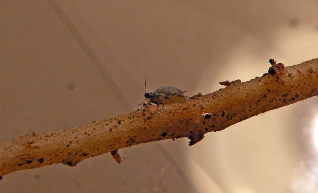 Afidi della carota:   Aphididae:  Dysaphis cfr. crataegi