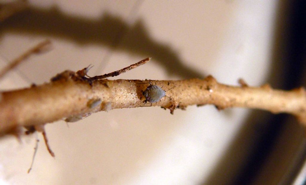 Afidi della carota:   Aphididae:  Dysaphis cfr. crataegi