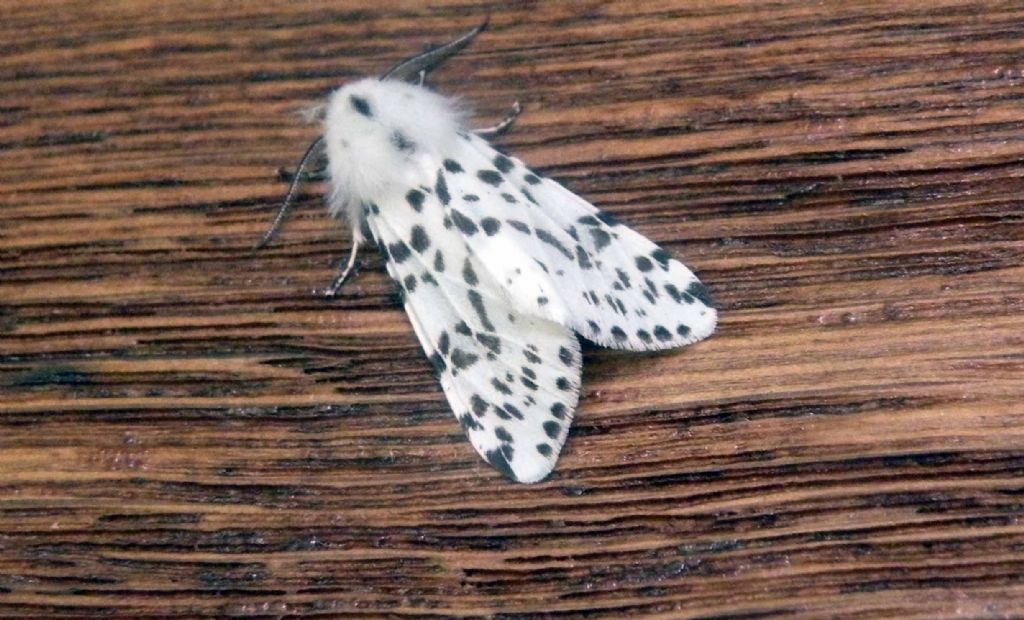 Spilosoma lubricipeda? No, Hyphantria cunea, Erebidae Arctiinae