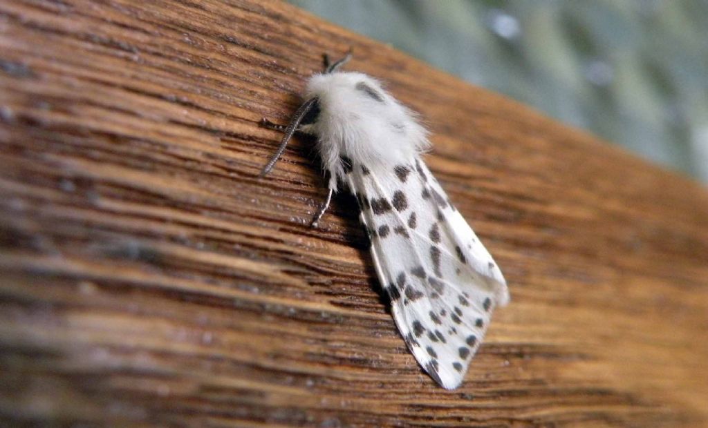 Spilosoma lubricipeda? No, Hyphantria cunea, Erebidae Arctiinae