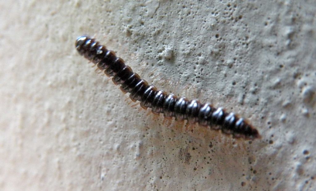 Diplopoda Polydesmida:  Oxidus gracilis (Paradoxosomatidae)