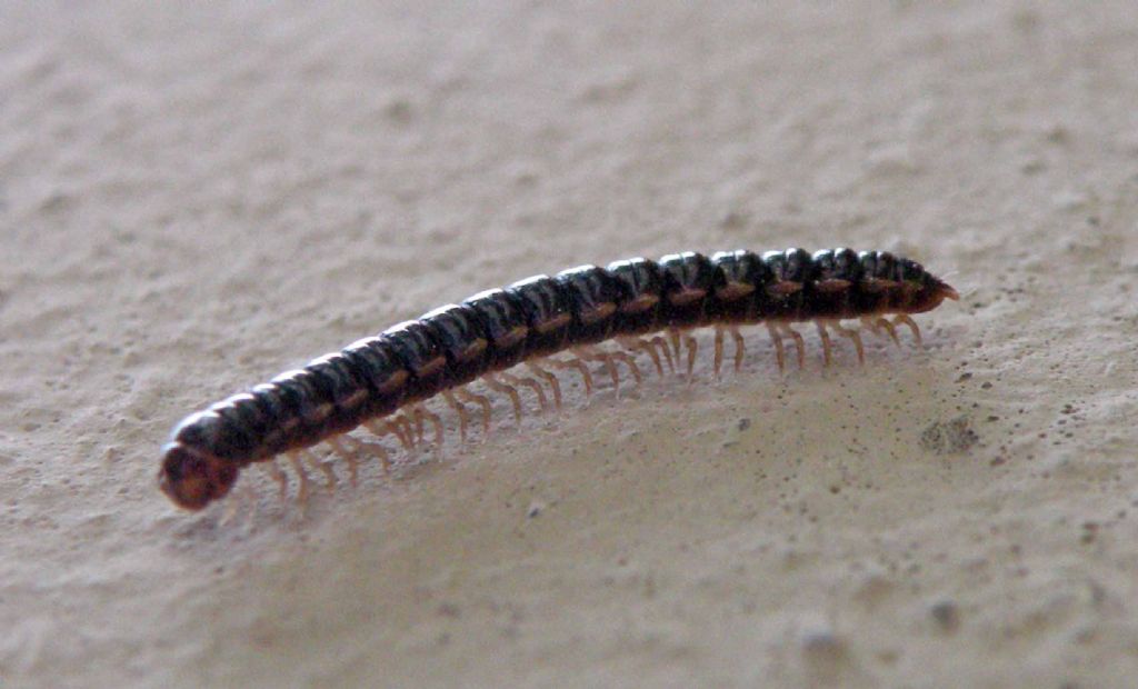Diplopoda Polydesmida:  Oxidus gracilis (Paradoxosomatidae)