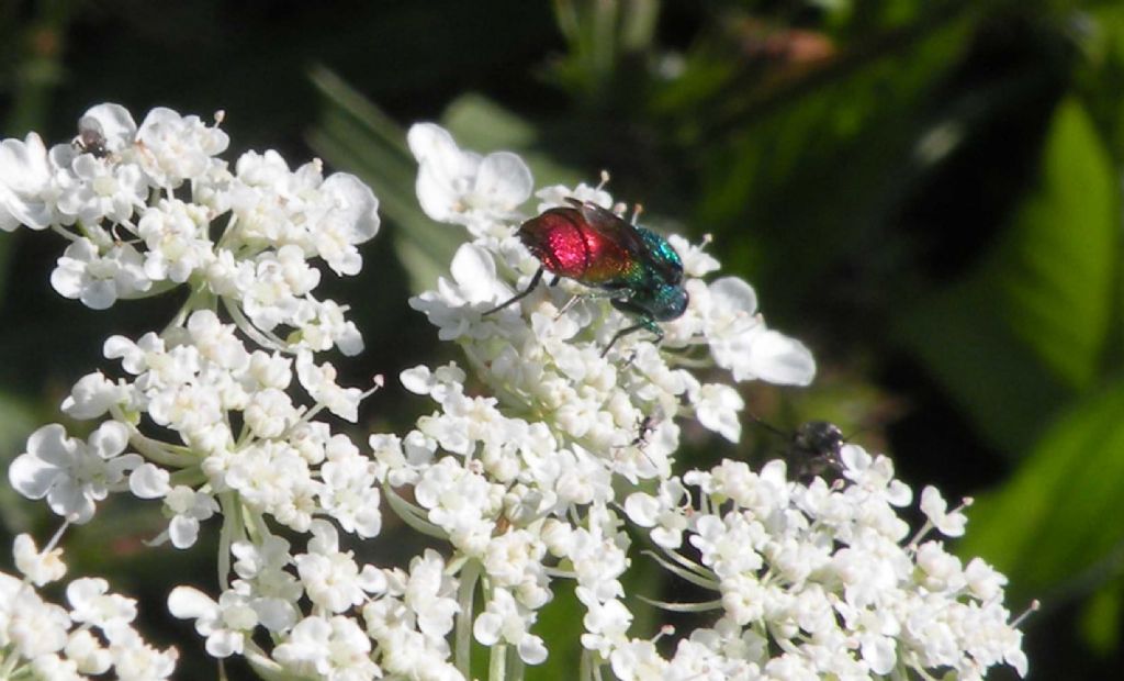 Splendente e difficile.... Chrysis comta