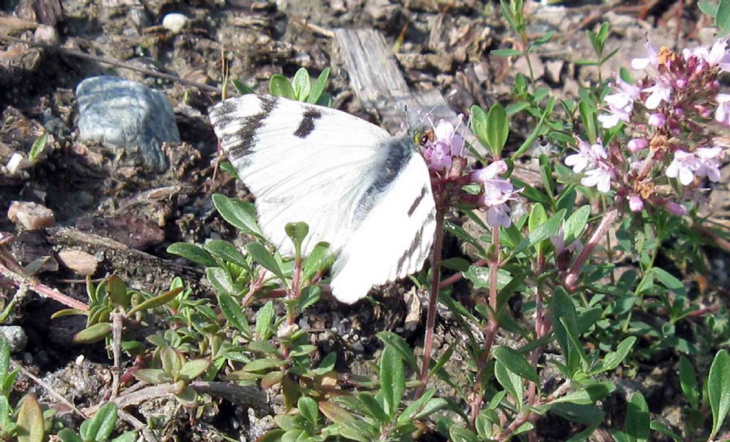 Problemi di distribuzione: Euchloe simplonia? No, E. ausonia, Pieridae