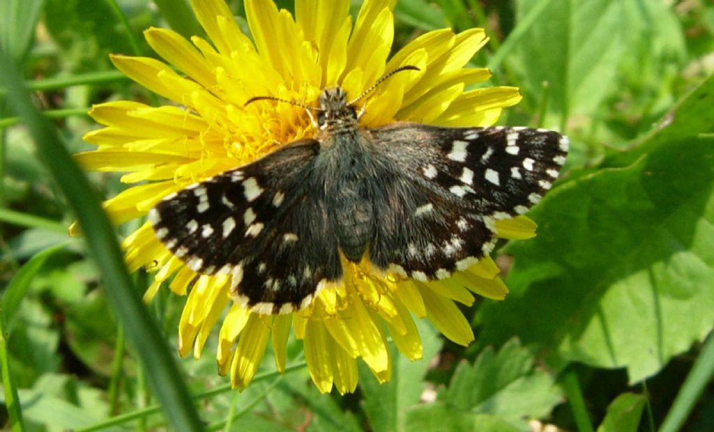 Pyrgus malvoides e cfr. Pyrgus sidae, Hesperiidae