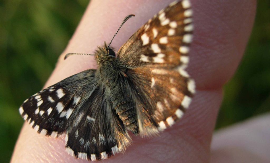 Pyrgus malvoides e cfr. Pyrgus sidae, Hesperiidae