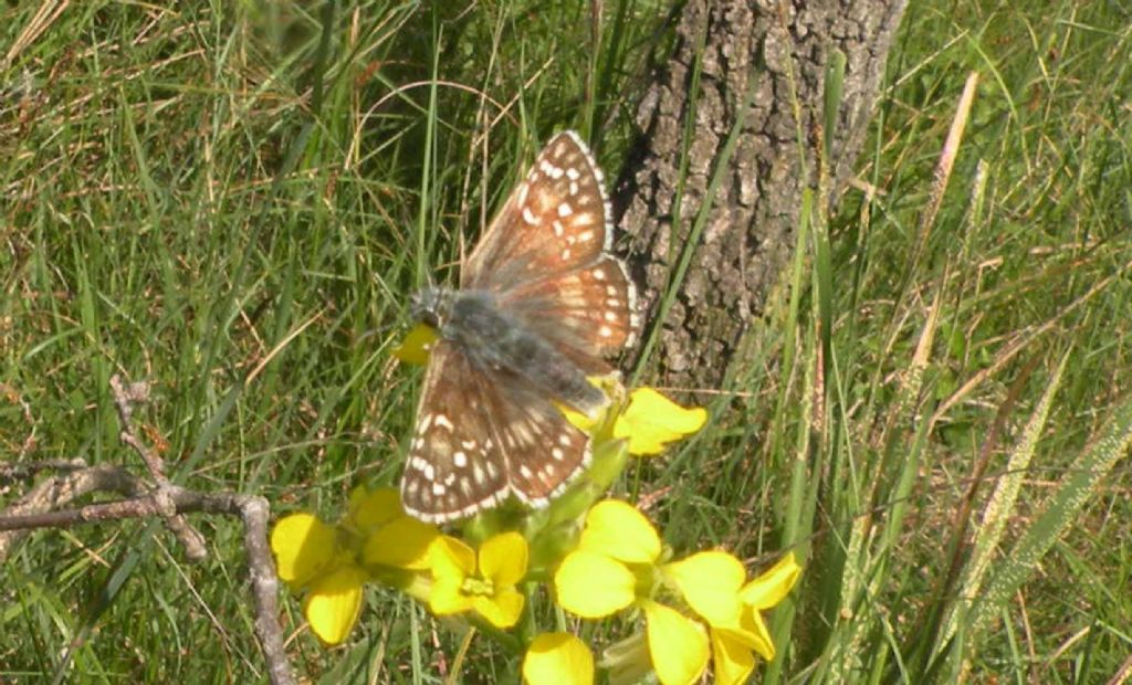 Pyrgus malvoides e cfr. Pyrgus sidae, Hesperiidae