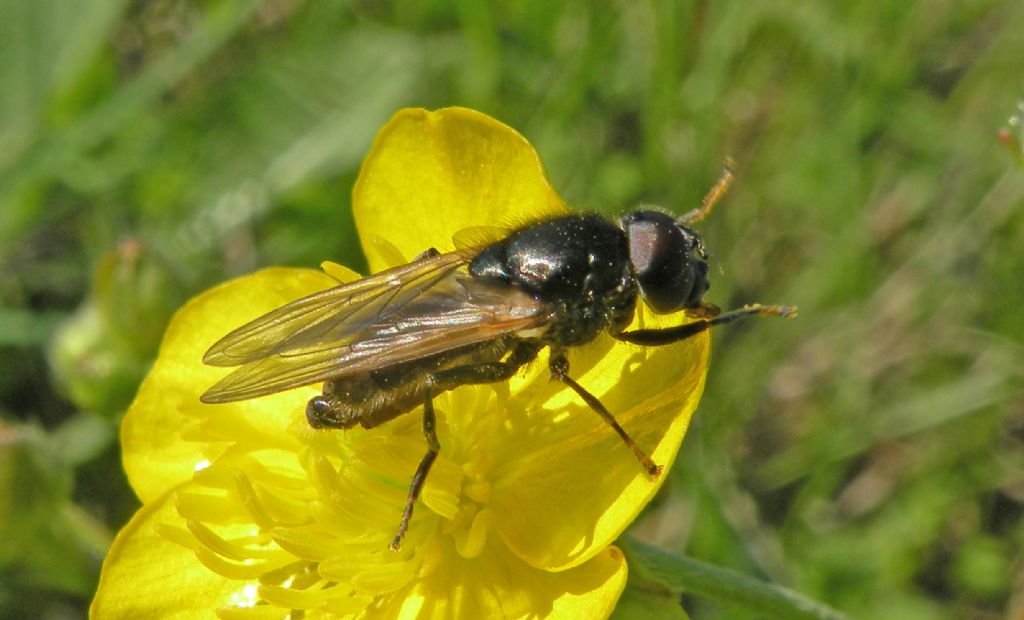 Syrphidae: se  Cheilosia sp...  S., lo  !