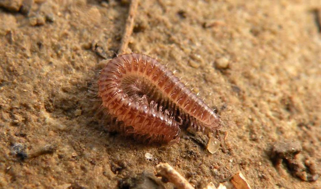 Diplopoda Chordeumatida: Anamastigona pulchella (Anthroleucosomatidae)