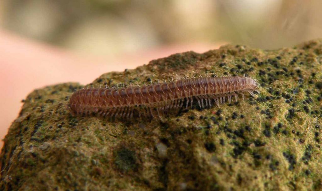 Diplopoda Chordeumatida: Anamastigona pulchella (Anthroleucosomatidae)