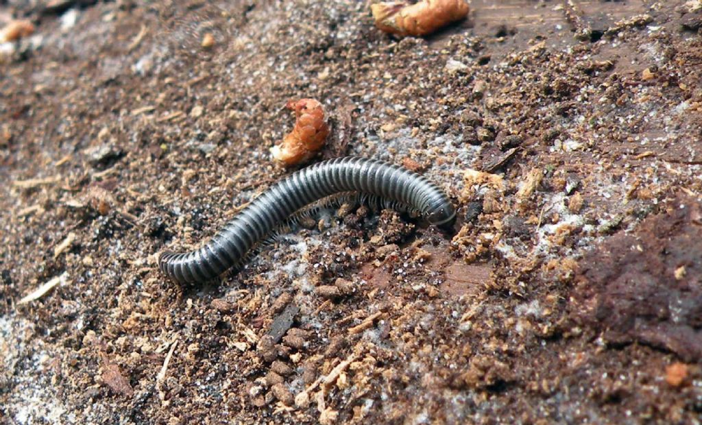 Diplopode francese:  Cylindroiulus sp. (Julidae)