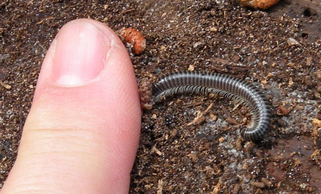 Diplopode francese:  Cylindroiulus sp. (Julidae)