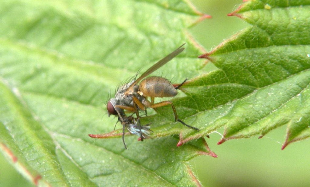Predatore: Dolichopodidae?  No, Muscidae Coenosinae: Coenosia cfr. mollicula