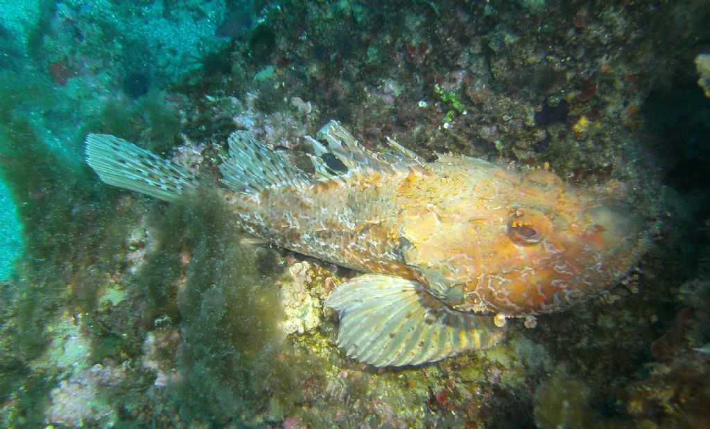 Scorpaena scrofa dalle Isole Medas