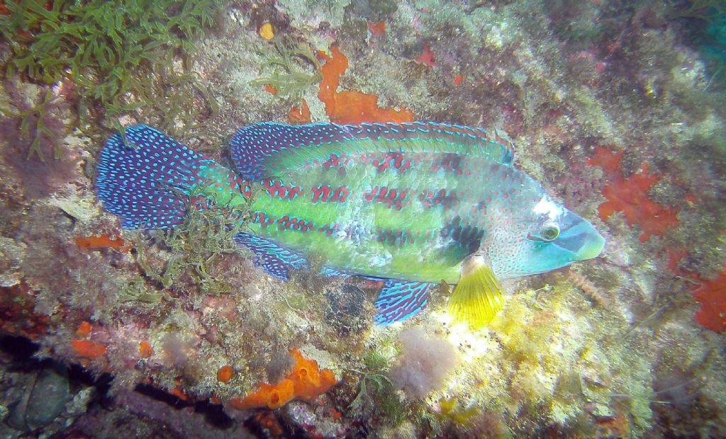 Complimenti per la livrea! (Symphodus tinca)