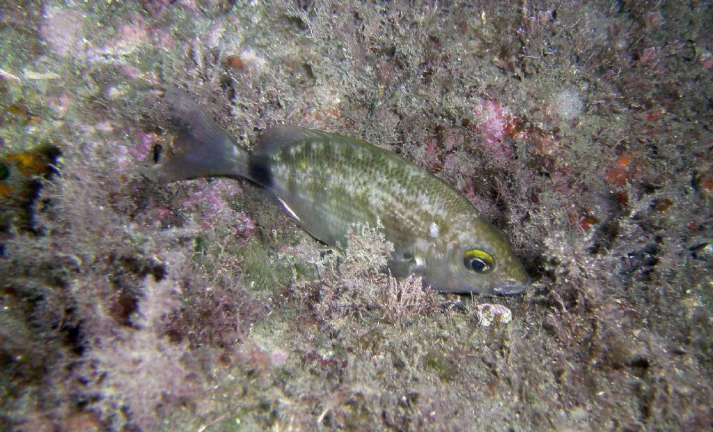 Diplodus annularis in livrea notturna da Framura