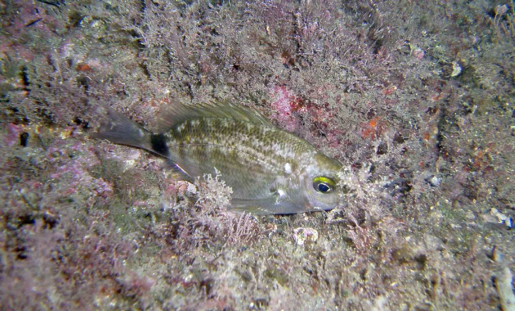 Diplodus annularis in livrea notturna da Framura