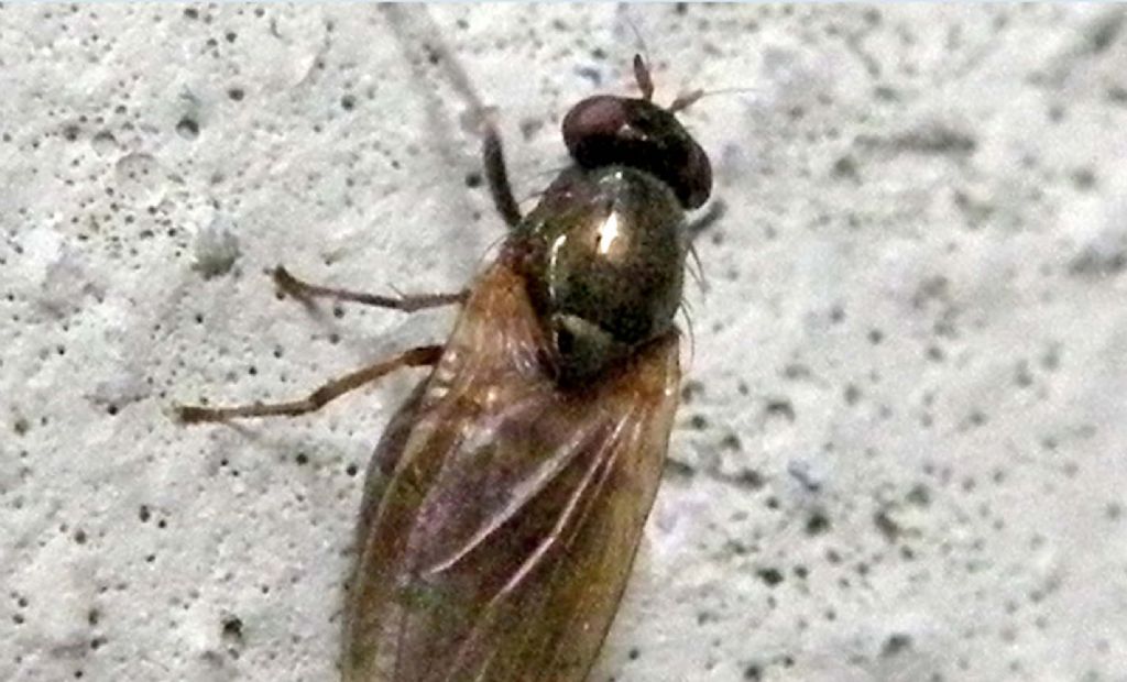 Mosca 