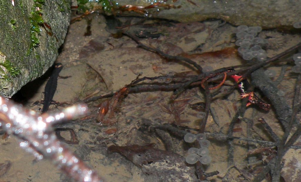 Salamandrina perspicillata nell''Appennino Reggiano