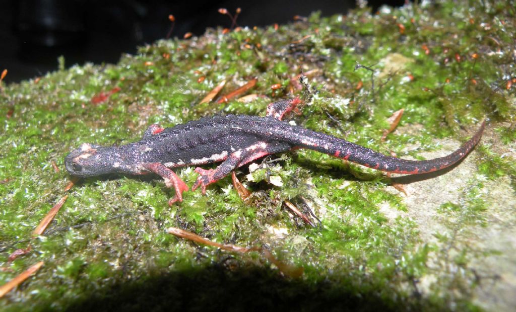 Salamandrina perspicillata nell''Appennino Reggiano
