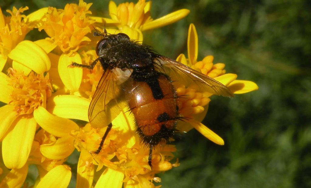 Tachinidae in alta quota: Nowickia sp.