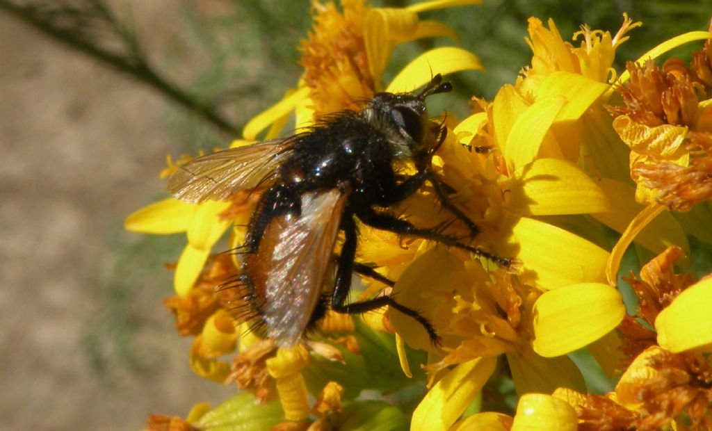 Tachinidae in alta quota: Nowickia sp.