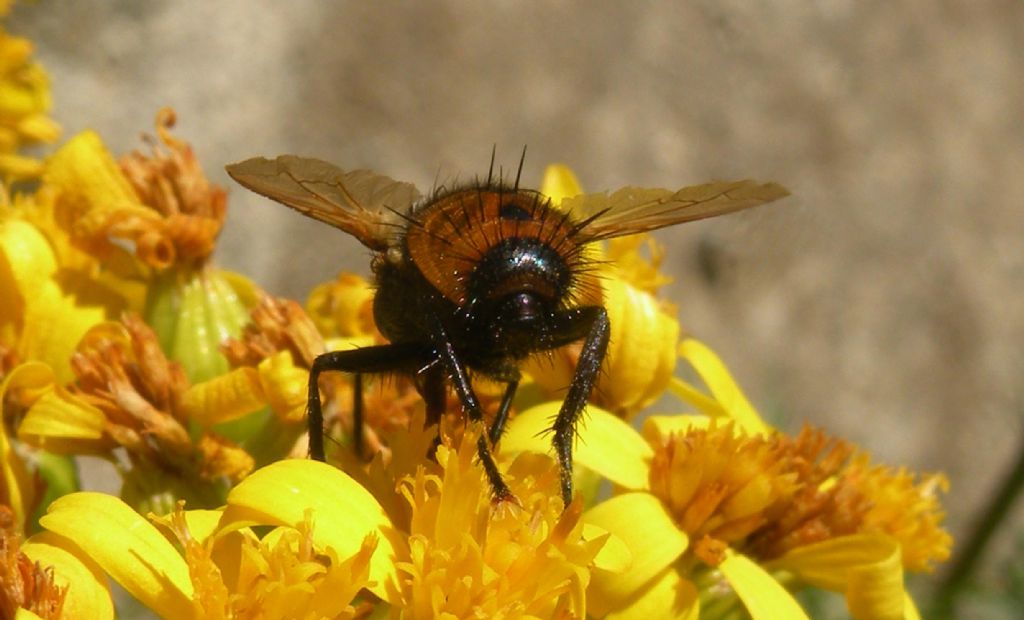 Tachinidae in alta quota: Nowickia sp.