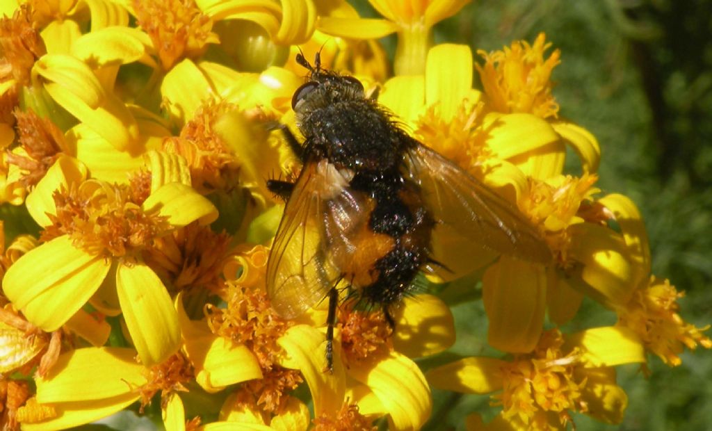 Nowickia sp. (Tachinidae)