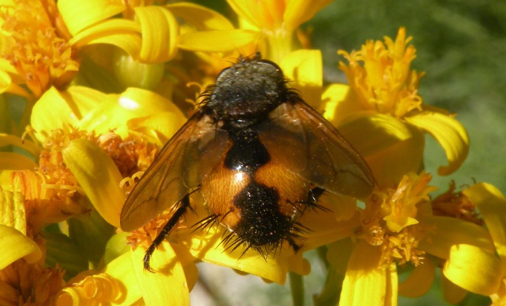 Nowickia sp. (Tachinidae)