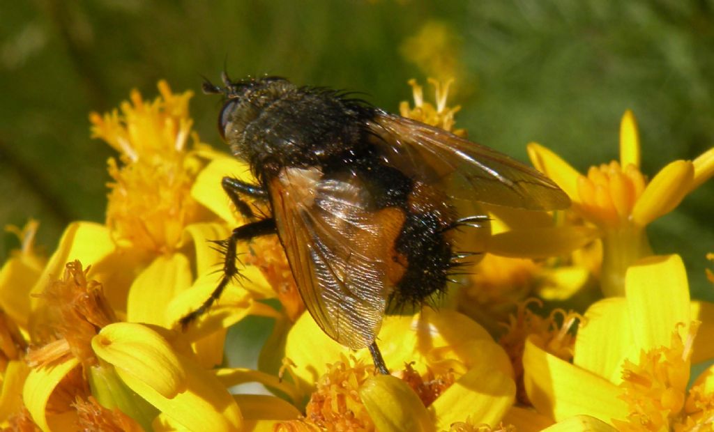 Nowickia sp. (Tachinidae)