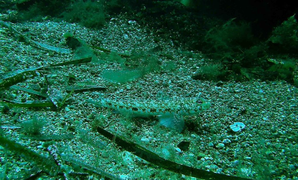 Gobius geniporus da Marettimo