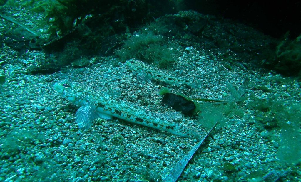 Gobius geniporus da Marettimo