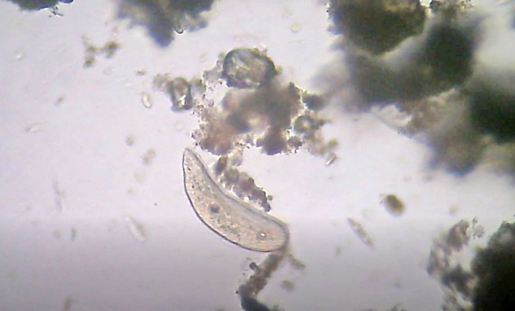 Turbellaria del mar Ligure