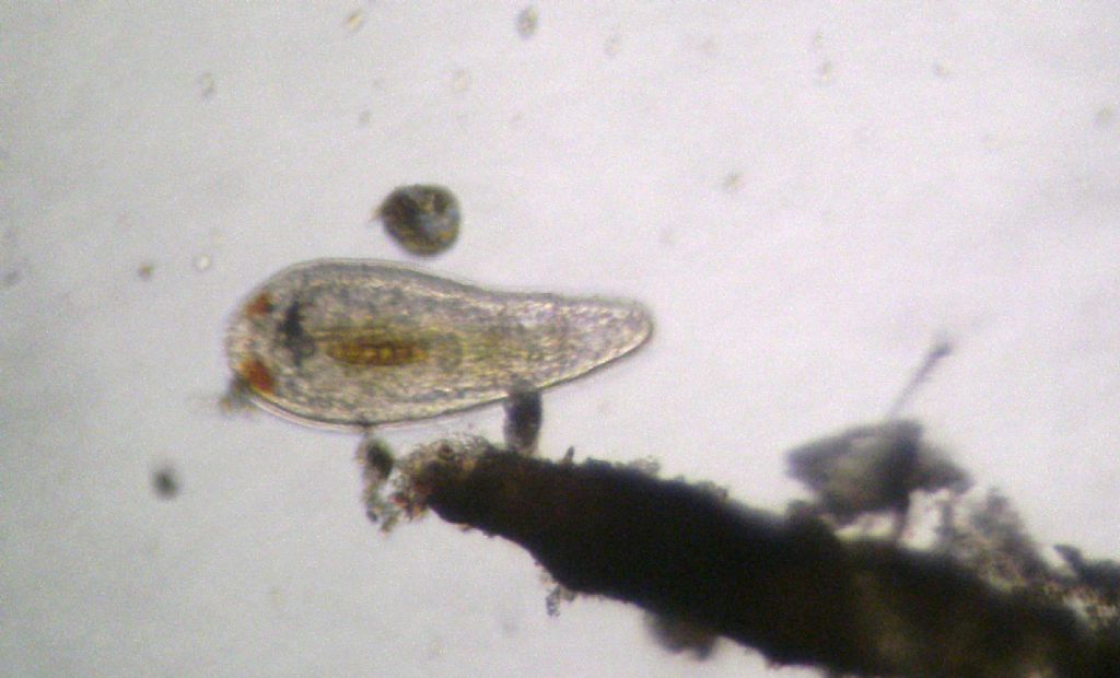 Turbellaria del mar Ligure