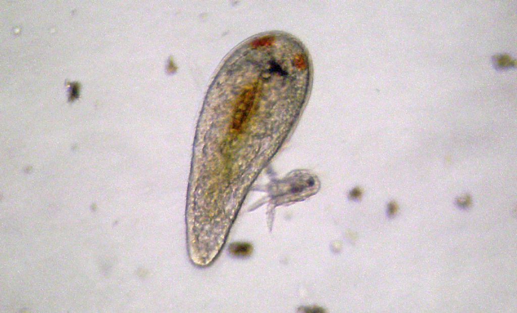 Turbellaria del mar Ligure