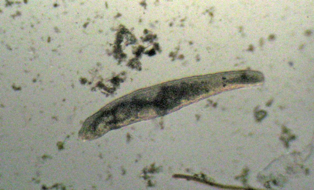 Turbellaria del mar Ligure